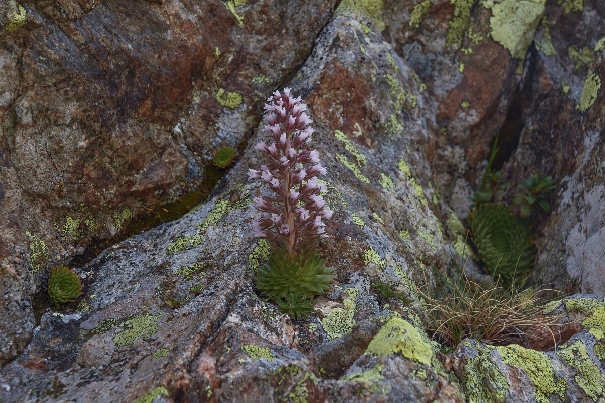 Saxifraga florulenta
